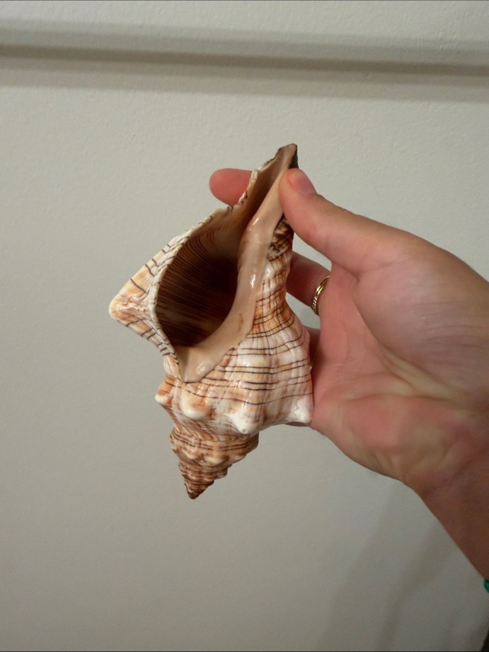 Natural Sea Conch Shell - Cream and Brown